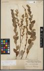 Foto von Salix starkeana Willd.